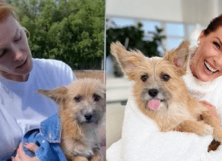 Cãozinho resgatado da rua salvou Ana Hickmann de agressão do marido