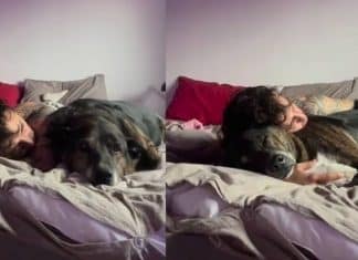 Jovem comove a web ao se despedir de seu cachorro: “Você me prometeu ser eterno”