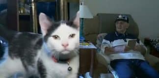 Idoso cai no banheiro chuveiro, passa 16 horas no chão e seu gato o salva levando o celular