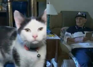 Idoso cai no banheiro chuveiro, passa 16 horas no chão e seu gato o salva levando o celular