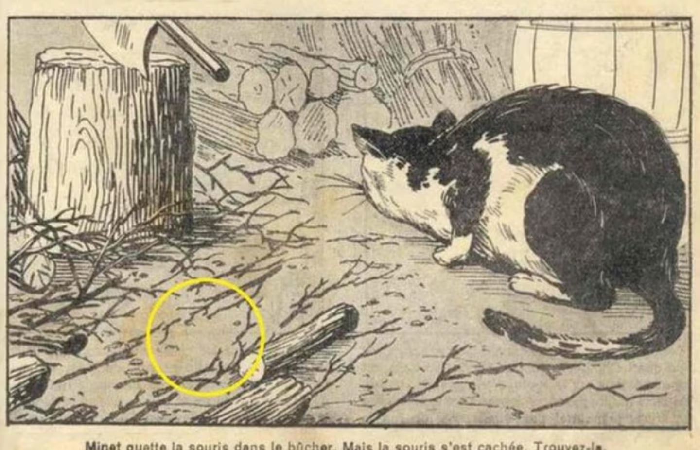 contioutra.com - Desafio de ilusão de ótica: Você consegue localizar o gato escondido em 7 segundos?