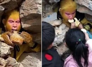 Chineses recebem salário de R$ 6,8 mil para se vestir de macaco e ser alimentados por turistas