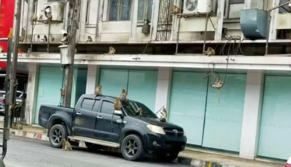 contioutra.com - Cidade é invadida por 'exército' de 3.500 macacos; lojas e empresas fecham