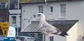 Gaivota é flagrada com vape no bico: “Estava tentando dar uma tragada”