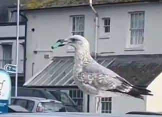 Gaivota é flagrada com vape no bico: “Estava tentando dar uma tragada”