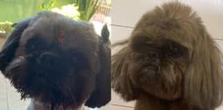 Mulher tinge pelagem de cão da vizinha com tinta de cabelo para disfarçar cor original e ficar com ele