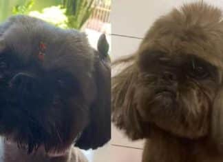 Mulher tinge pelagem de cão da vizinha com tinta de cabelo para disfarçar cor original e ficar com ele