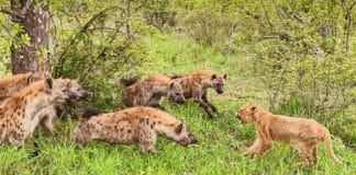 Mãe leoa abre mão de refeição para salvar filhote cercado por hienas famintas; assista