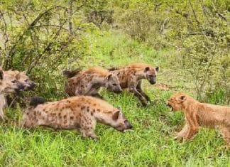 Mãe leoa abre mão de refeição para salvar filhote cercado por hienas famintas; assista