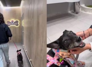 Centro comercial em Medellín inaugura banheiros para cachorros; tem até pia!