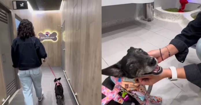 Centro comercial em Medellín inaugura banheiros para cachorros; tem até pia!
