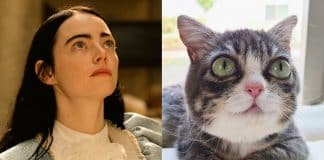 A adorável gatinha Winky, que conquistou a web e tem sido comparada a Emma Stone
