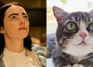 A adorável gatinha Winky, que conquistou a web e tem sido comparada a Emma Stone