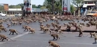 Cidade é invadida por ‘exército’ de 3.500 macacos; lojas e empresas fecham