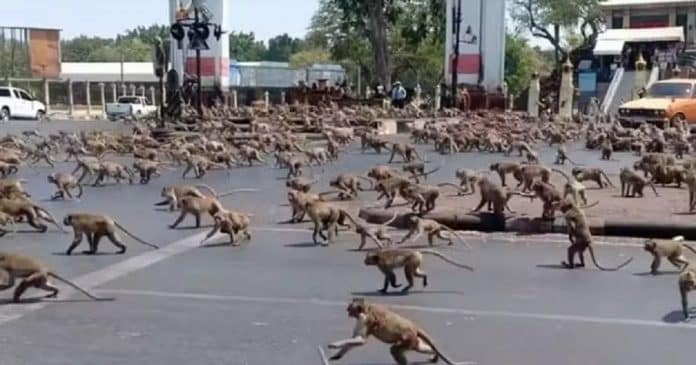 Cidade é invadida por ‘exército’ de 3.500 macacos; lojas e empresas fecham