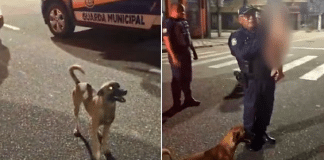 VÍDEO: Cachorro vira-lata caramelo impediu bebê fujão de ser atropelado em Belém