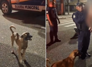 VÍDEO: Cachorro vira-lata caramelo impediu bebê fujão de ser atropelado em Belém