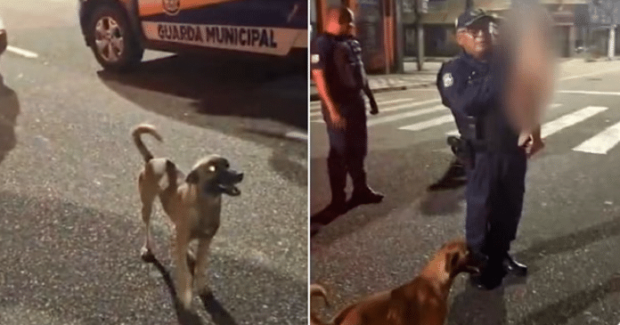 VÍDEO: Cachorro vira-lata caramelo impediu bebê fujão de ser atropelado em Belém