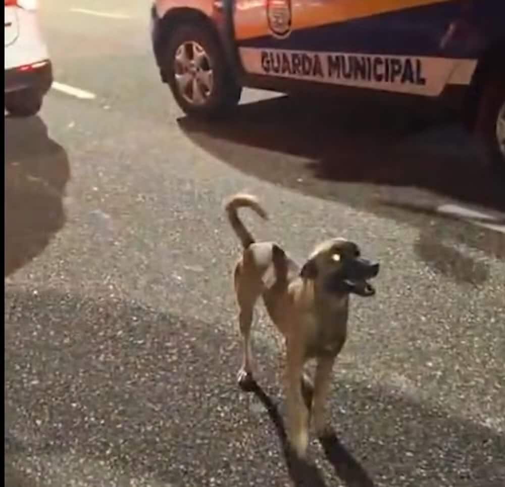 contioutra.com - VÍDEO: Cachorro vira-lata caramelo impediu bebê fujão de ser atropelado em Belém