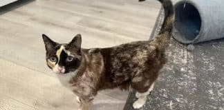 Gatinha sobrevive após ser enviada por engano em pacote de devolução da Amazon nos EUA