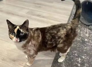 Gatinha sobrevive após ser enviada por engano em pacote de devolução da Amazon nos EUA