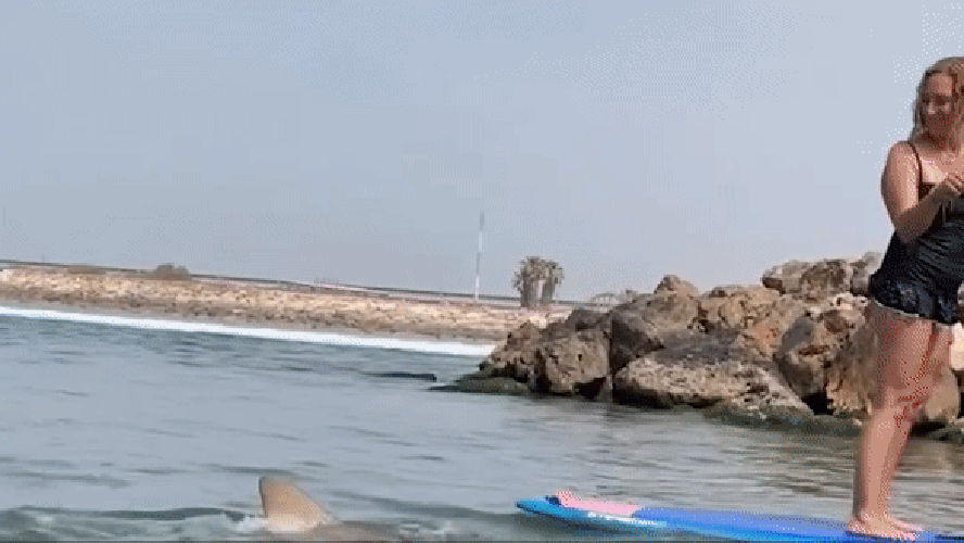 contioutra.com - Vídeo: Tubarão derruba mulher que praticava stand-up paddle e ela cai em cima do animal