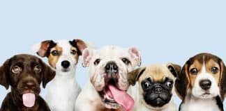 Veterinário revela qual raça de cachorro nunca teria em casa; não é a que todos imaginam