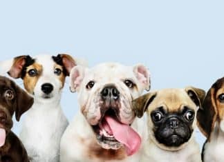 Veterinário revela qual raça de cachorro nunca teria em casa; não é a que todos imaginam
