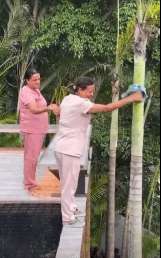 contioutra.com - Carlinhos Maia &eacute; alvo de cr&iacute;ticas ap&oacute;s compartilhar v&iacute;deo de funcion&aacute;rias limpando coqueiro