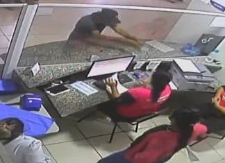 Homem se irrita e arremessa escorpiões em recepcionistas de posto de saúde em SP