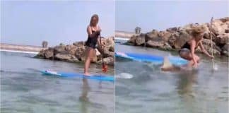 Vídeo: Tubarão derruba mulher que praticava stand-up paddle e ela cai em cima do animal