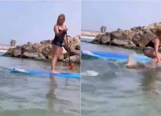 Vídeo: Tubarão derruba mulher que praticava stand-up paddle e ela cai em cima do animal