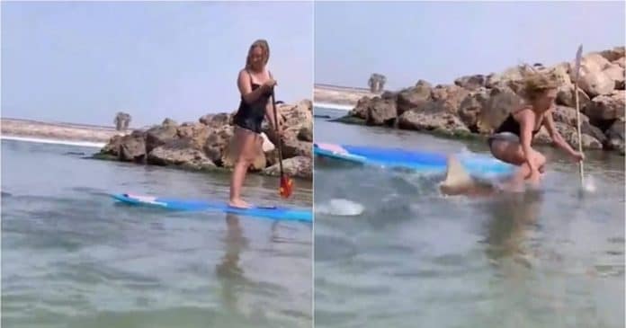 Vídeo: Tubarão derruba mulher que praticava stand-up paddle e ela cai em cima do animal