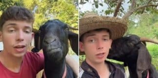 VÍDEO: Jovem faz sucesso nas redes sociais cantando músicas românticas para sua cabra