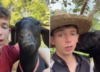 VÍDEO: Jovem faz sucesso nas redes sociais cantando músicas românticas para sua cabra