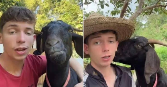 VÍDEO: Jovem faz sucesso nas redes sociais cantando músicas românticas para sua cabra