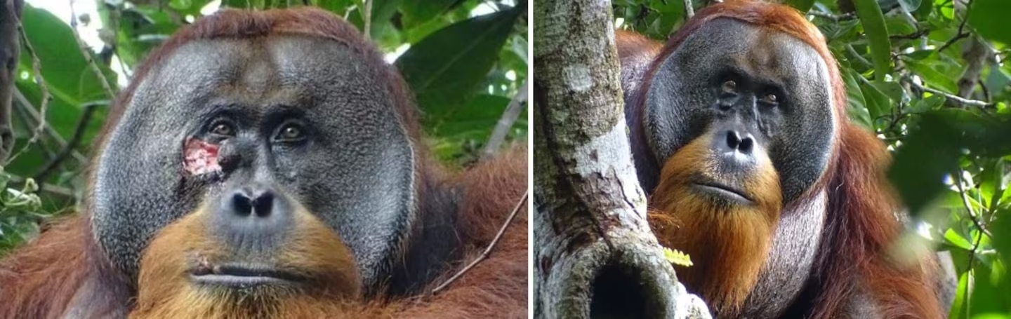 contioutra.com - Orangotango é visto usando planta medicinal para curar ferida em seu rosto