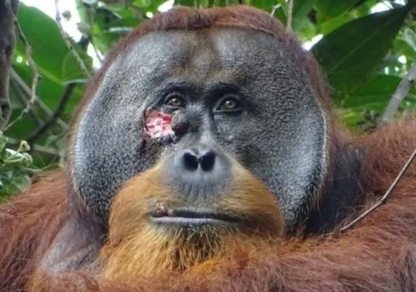 contioutra.com - Orangotango é visto usando planta medicinal para curar ferida em seu rosto