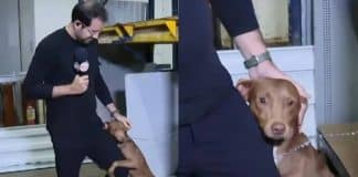 Apresentador do SBT adota cãozinho que abraçou a sua perna em abrigo em Porto Alegre (RS)