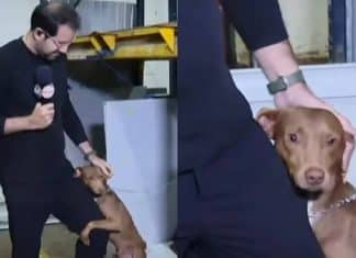 Apresentador do SBT adota cãozinho que abraçou a sua perna em abrigo em Porto Alegre (RS)