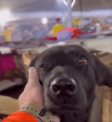 contioutra.com - C&atilde;ozinho resgatado das enchentes no RS sobe no telhado da casinha que foi preparada pra ele no abrigo