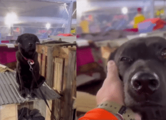 Cãozinho resgatado das enchentes no RS sobe no telhado da casinha que foi preparada pra ele no abrigo