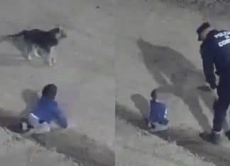 VÍDEO: Bebê de 1 ano foge de casa e é flagrado no meio da rua durante a madrugada; seu cachorro o protegia