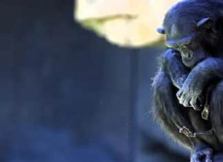 Chimpanzé que vive em zoológico da Espanha se recusa a soltar filhote que morreu há três meses