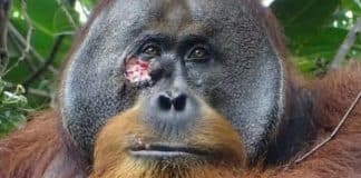 Orangotango é visto usando planta medicinal para curar ferida em seu rosto