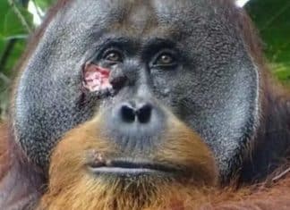 Orangotango é visto usando planta medicinal para curar ferida em seu rosto