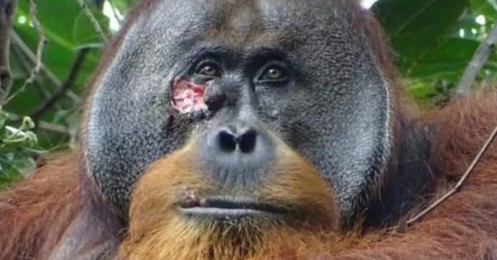 Orangotango é visto usando planta medicinal para curar ferida em seu rosto
