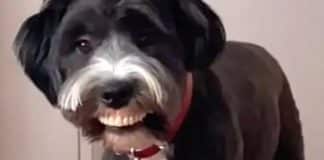 Vídeo: Cãozinho assusta tutora ao exibir sorriso bizarro dentro de casa