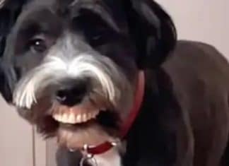 Vídeo: Cãozinho assusta tutora ao exibir sorriso bizarro dentro de casa