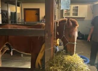 Resgatado do telhado, cavalo Caramelo passa bem e se recupera